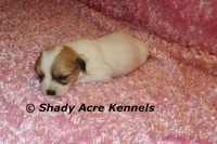 Magnolia, a female Shichon for sale in Macon, GA – 2 of 7