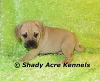 Bebby, a male Puggle for sale in Macon, GA – 3 of 10