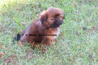 Kinsley--Parent pics too, a female Shih Tzu for sale in Macon, GA – 5 of 9
