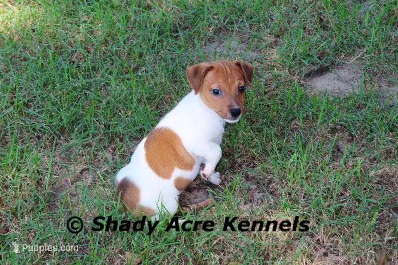Smooth Shorty Chetan – Jack Russell Terrier puppy for sale in Macon, GA
