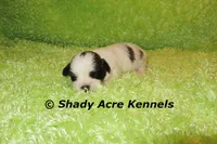 Macaroni, a male Shichon for sale in Macon, GA – 2 of 7