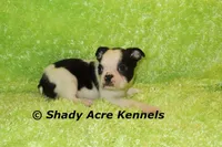 Indy--Splash with a Haggerty Spot, a male Boston Terrier for sale in Macon, GA – 9 of 10