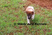 Ely, a male Jack Russell Terrier for sale in Macon, GA – 3 of 9