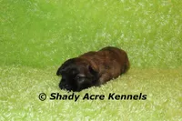 Gindhi, a male Mal Shi for sale in Macon, GA – 4 of 7