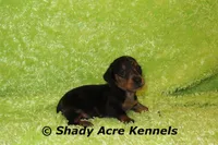 Dapple Yates, a male Miniature Dachshund for sale in Macon, GA – 3 of 10