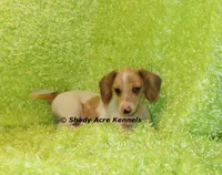 Yang, a male Miniature Dachshund for sale in Macon, GA – 8 of 9
