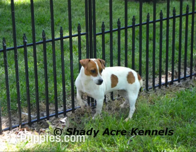 Smooth Short Cheff--Parent pics too, a male Jack Russell Terrier for sale in Macon, GA – 9 of 10