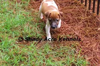Ely, a male Jack Russell Terrier for sale in Macon, GA – 9 of 9