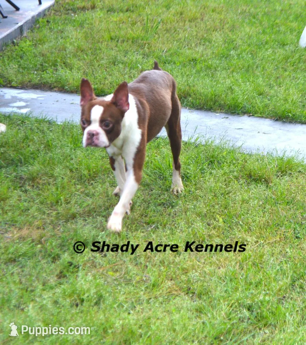 Mack--Parent pics too, a male Boston Terrier for sale in Macon, GA – 8 of 8