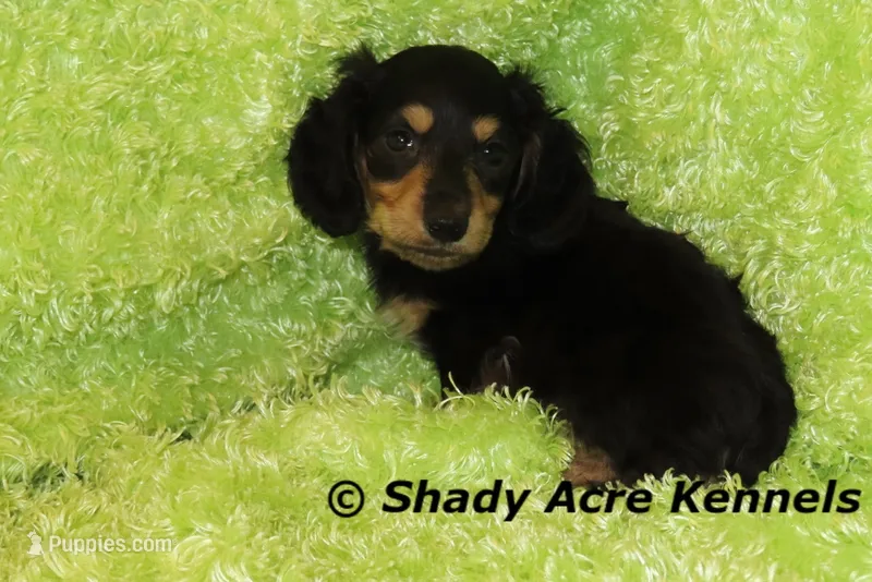 Long Coat Lochlan – Miniature Dachshund puppy for sale in Macon, GA