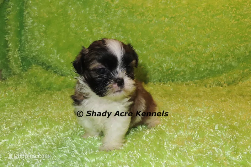 Kinsington – Shih Tzu puppy for sale in Macon, GA