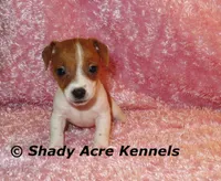 Smooth Shorty Cheela, a female Jack Russell Terrier for sale in Macon, GA – 3 of 10