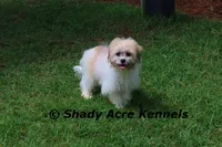 Shichon Magelan, a male Shichon for sale in Macon, GA – 2 of 9