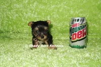 AKC Celantro--average <4lb--Parent pics listed, a male Yorkshire Terrier for sale in Macon, GA – 7 of 10