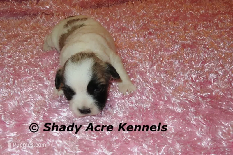 Mae – Shichon puppy for sale in Macon, GA