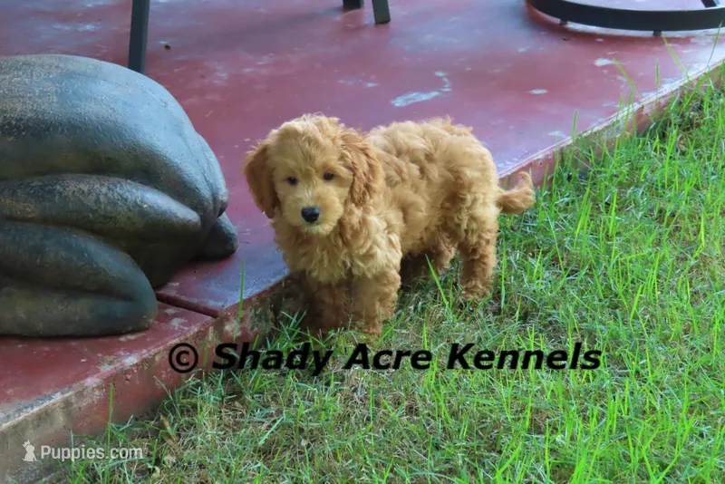 F1b MINI Laroy--average weight 30lbs – Miniature Goldendoodle puppy for sale in Macon, GA