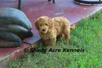 F1b Mini Golden Laroy--average weight 30#, a male Miniature Goldendoodle for sale in Macon, GA – 2 of 8