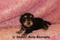 Long Coat Lodybug, a female Miniature Dachshund for sale in Macon, GA – 2 of 7