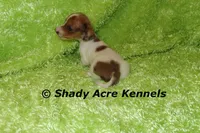 Long Coat Yang, a male Miniature Dachshund for sale in Macon, GA – 3 of 7