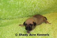 Benji, a male Puggle for sale in Macon, GA – 4 of 6