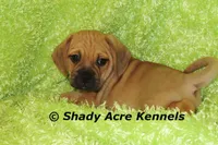 Benji, a male Puggle for sale in Macon, GA – 3 of 7