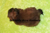 Kin, a male Shih Tzu for sale in Macon, GA – 7 of 9