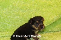 Budges----AKC registerable, a male Yorkshire Terrier for sale in Macon, GA – 5 of 10