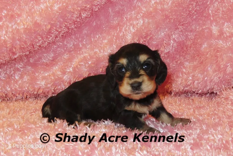 Long Coat Lodybug – Miniature Dachshund puppy for sale in Macon, GA