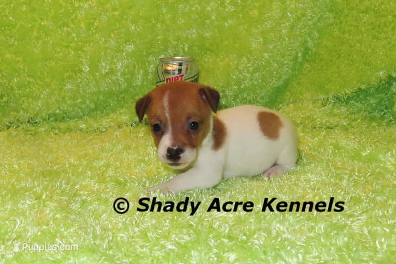 Shorty Gibo-Ready 3-4-26