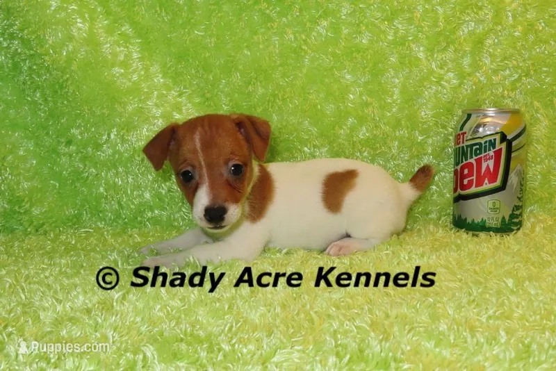 Shorty Gibo-Ready 3-4-26