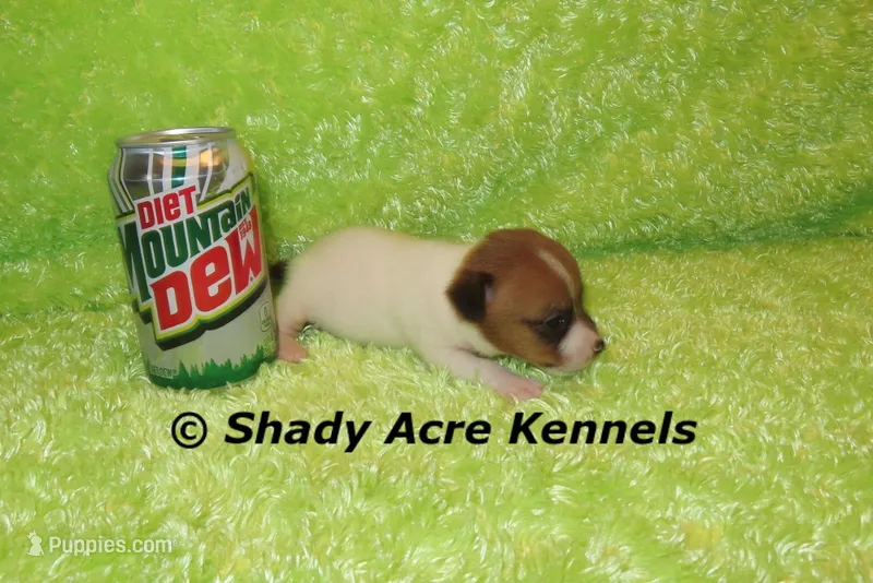 Shorty Gibo-Ready 3-4-26