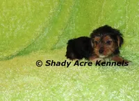 Tiny Buffoon-Ready 2-16, a male Yorkshire Terrier for sale in Macon, GA – Photo 4 of 8