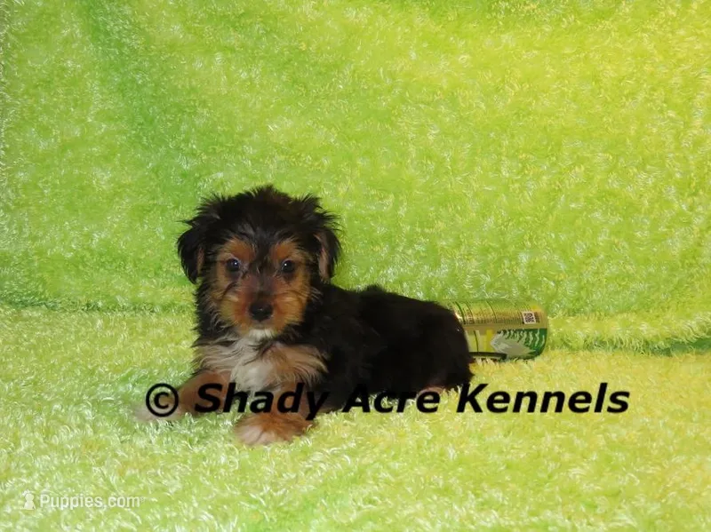 Tiny Buffoon, a male Yorkshire Terrier for sale in Macon, GA – Photo 1 of 8