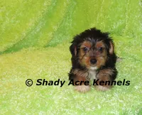 Tiny Buffoon-Ready 2-16, a male Yorkshire Terrier for sale in Macon, GA – Photo 3 of 8