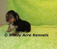 Tiny Buffoon-Ready 2-16, a male Yorkshire Terrier for sale in Macon, GA – Photo 7 of 8