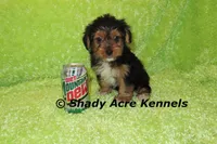 Tiny Buffoon-Ready 2-16, a male Yorkshire Terrier for sale in Macon, GA – Photo 1 of 8