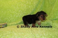 Tiny Buffoon-Ready 2-16, a male Yorkshire Terrier for sale in Macon, GA – Photo 5 of 8