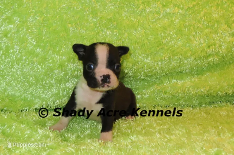 Mabo--ready to go 11-2 – Boston Terrier puppy for sale in Macon, GA