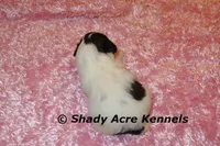 Madam, a female Shichon for sale in Macon, GA – 7 of 7