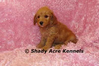 F1b MINI Lathy--average weight 30lbs, a female Miniature Goldendoodle for sale in Macon, GA – 5 of 10