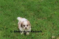 Girrett, a male Mal Shi for sale in Macon, GA – 2 of 10