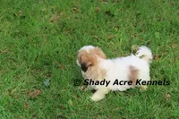 Girrett, a male Mal Shi for sale in Macon, GA – 8 of 10