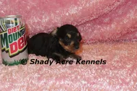 Long coat Lola, a female Miniature Dachshund for sale in Macon, GA – 6 of 7