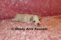 Rolanda, a female Havamalt for sale in Macon, GA – 3 of 5