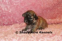 Gibby, a female Mal Shi for sale in Macon, GA – 4 of 5