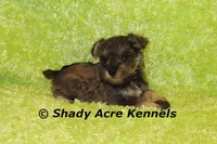 Esdras--smaller than average, a male Miniature Schnauzer for sale in Macon, GA – 9 of 10