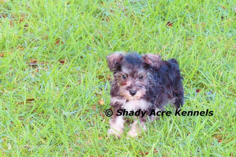 Espirit--smaller than average – Miniature Schnauzer puppy for sale in Macon, GA