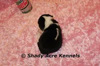 Dakota-Ready 3-16, a female Beagle for sale in Macon, GA – Photo 3 of 7