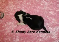 Datty-Ready 3-16, a female Beagle for sale in Macon, GA – Photo 5 of 8