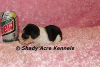 Dakota-Ready 3-16, a female Beagle for sale in Macon, GA – Photo 7 of 7